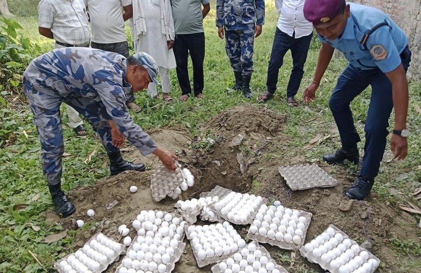 मुख्यमन्त्रीको निर्देशनपछि सेतो अण्डा नष्ट गर्दै सशस्त्र प्रहरी बल