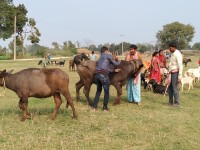 सम्सीमा निःशुल्क पशु स्वास्थ्य शिविर