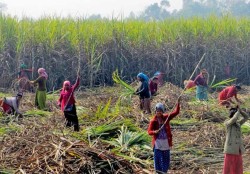 व्यवसायी माथि कडाई पछि उखु किसानलाई समयमै भुक्तानी