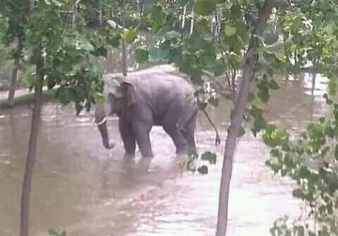 जंगली हात्तीको आक्रमणबाट कृषक पटेलको मृत्यु।