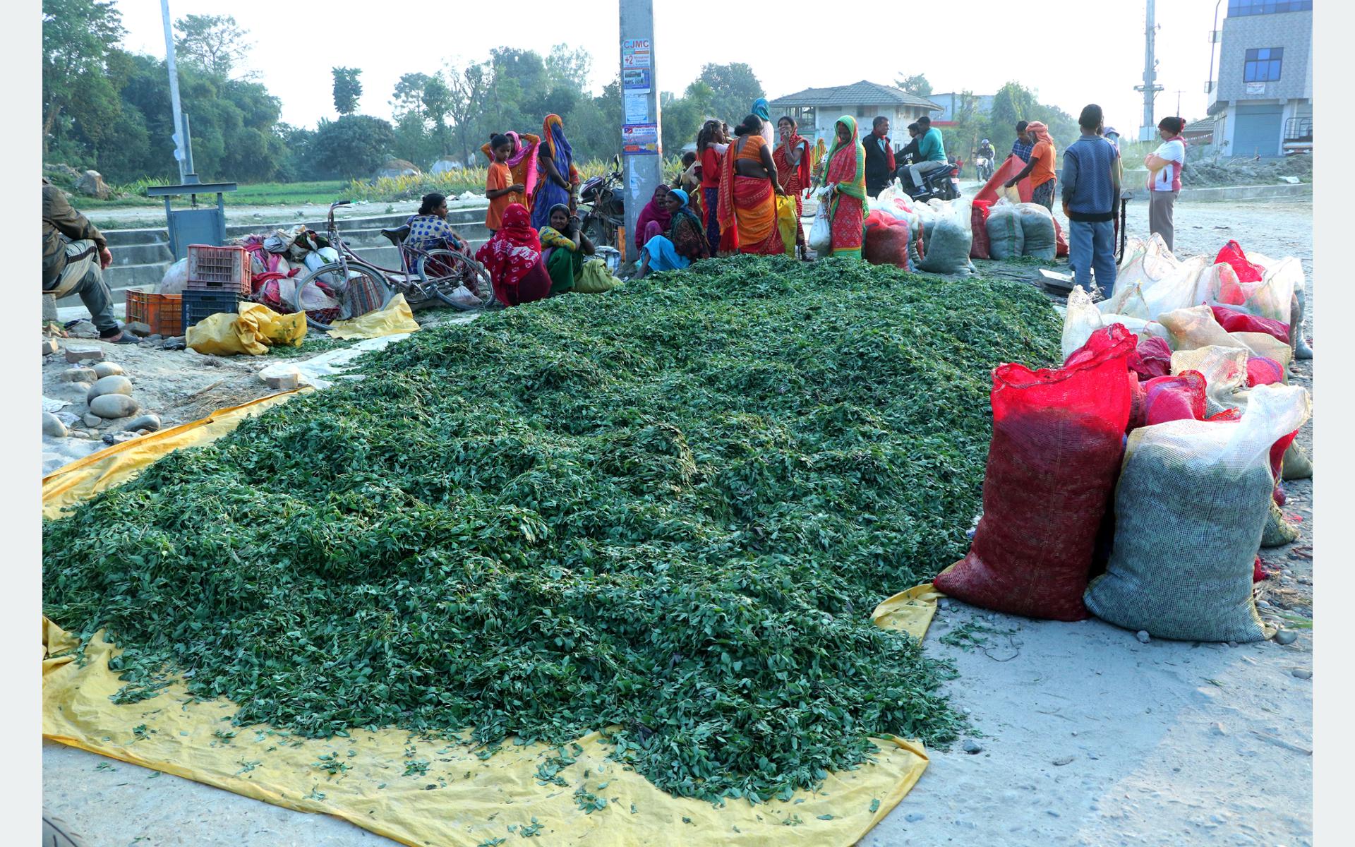 किसानसँग खरिद गरेर सङ्कलन गरिएको बेथेको साग