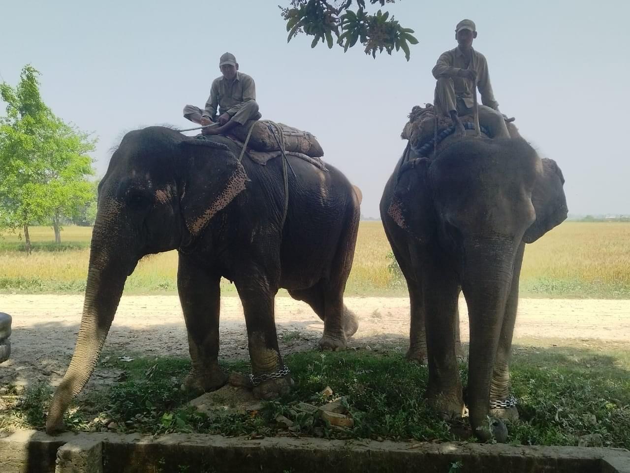 भारततर्फ बिक्री गर्न लैजाँदै गरेको २ वटा हाती र पकहाँमैनपुरका सफरोज सहित २ जना पक्राउ।