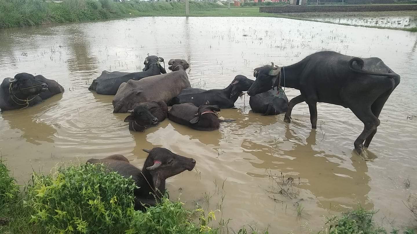 सशस्त्र प्रहरी बल अलौको सक्रियताले  १७ वटा भैसी बरामद ।