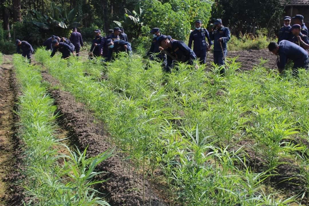 पर्साको ठोरीमा लगाईएको गाँजा खेती फडानी तथा नष्ट ।