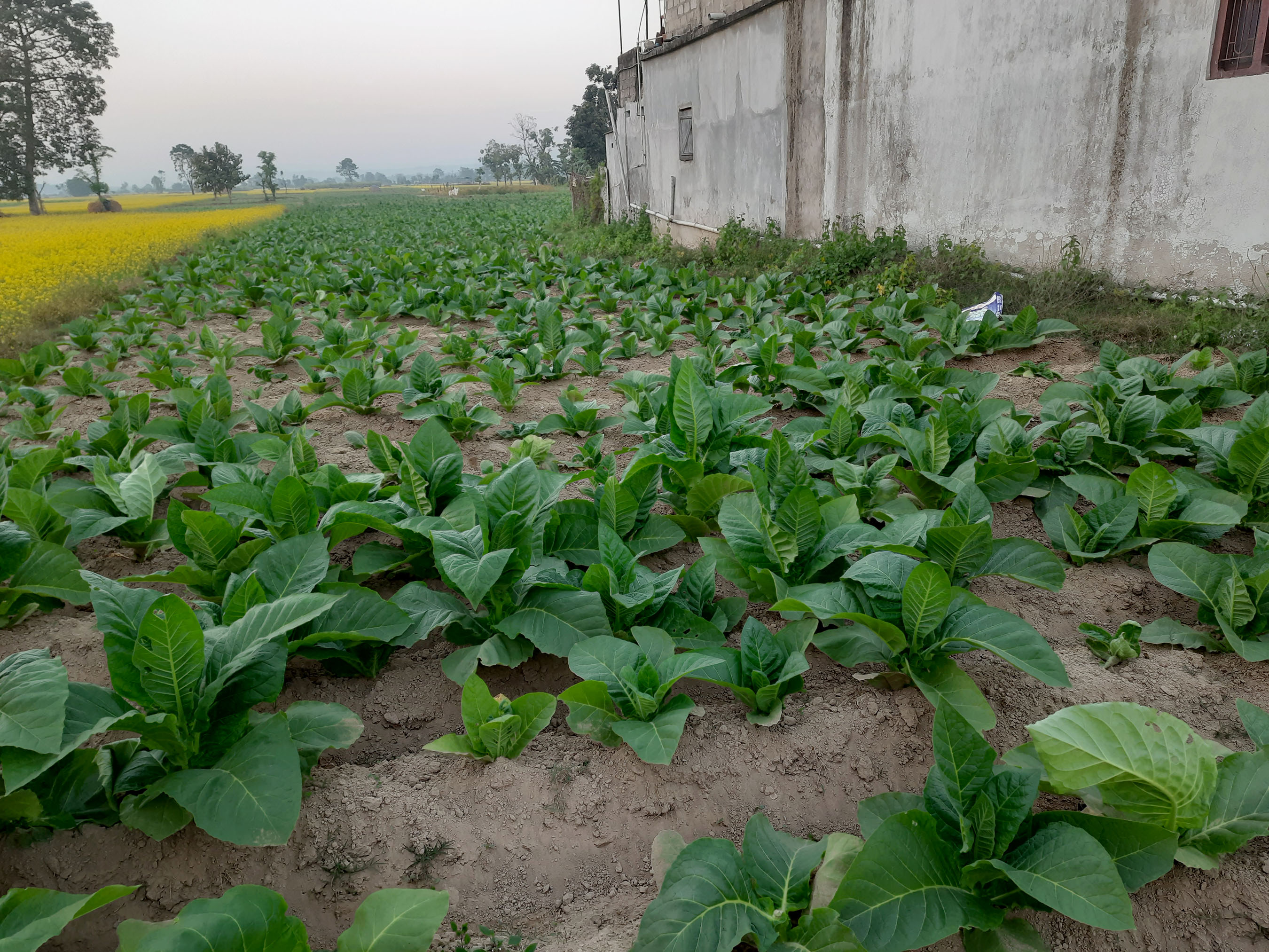 नगदे बाली सुर्तीखेती