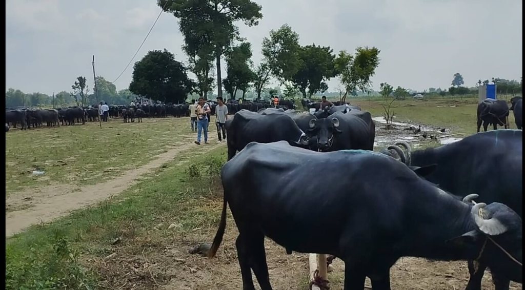 भैँसी तस्करी नियन्त्रण गर्न असक्षम पर्सा प्रहरी ।