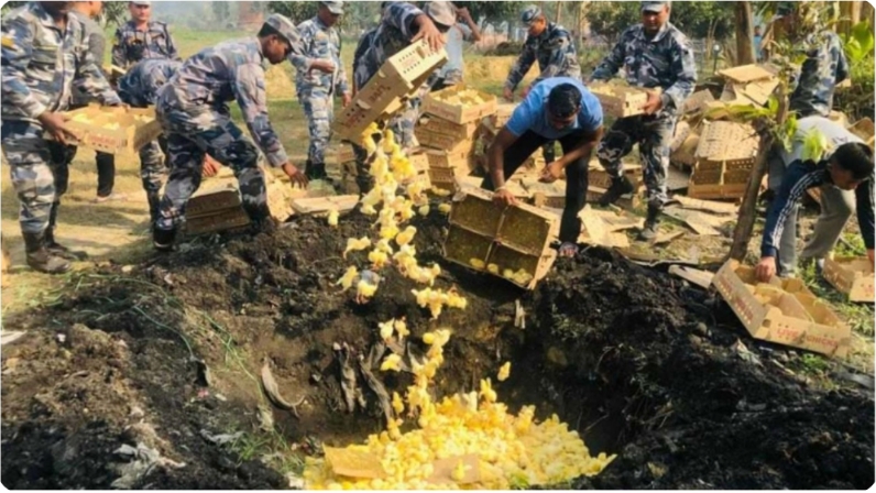 सशस्त्र प्रहरी बल पर्साद्वारा ५ लाखको कुखुराको चल्ला नष्ट ।