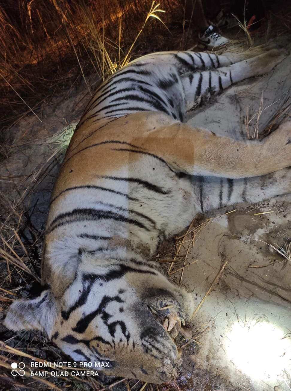 पर्साको ठोरी गापा -३ , रामनगर नजिकै एउटा बयस्क पाटे बाघ मृत फेला।