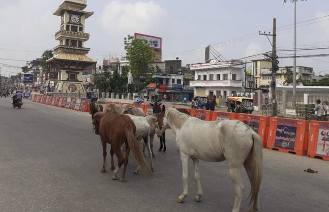 छाडा चौपाया नियन्त्रणका लागि कडा कारबाही हुने