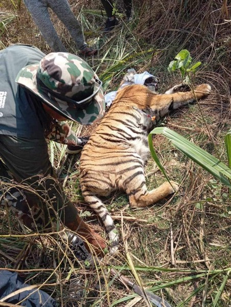 पर्सामा एक महिनादेखि आतंक मच्चाउने बाघ नियन्त्रणमा