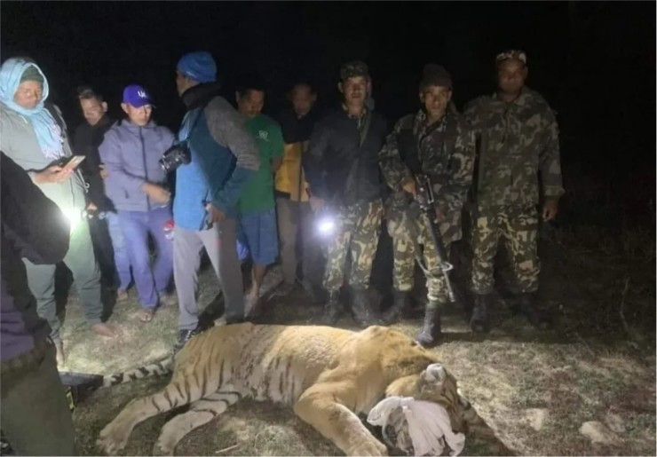 ठाेरीमा आतंक मच्चाउने बाघ नियन्त्रणमा