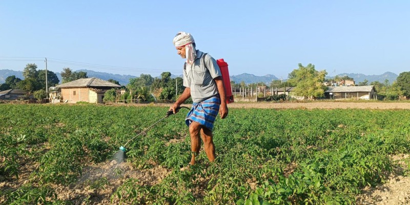 व्यापार छाडेर टमाटर खेती, वार्षिक पाँच लाखभन्दा बढी आम्दानी