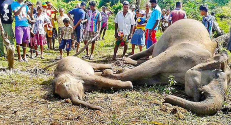 श्रीलङ्कामा ५० जङ्गली हात्तीको मृत्यु