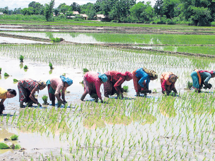 मलबिनाकै रोपाइँ गर्दैै पर्साका किसान