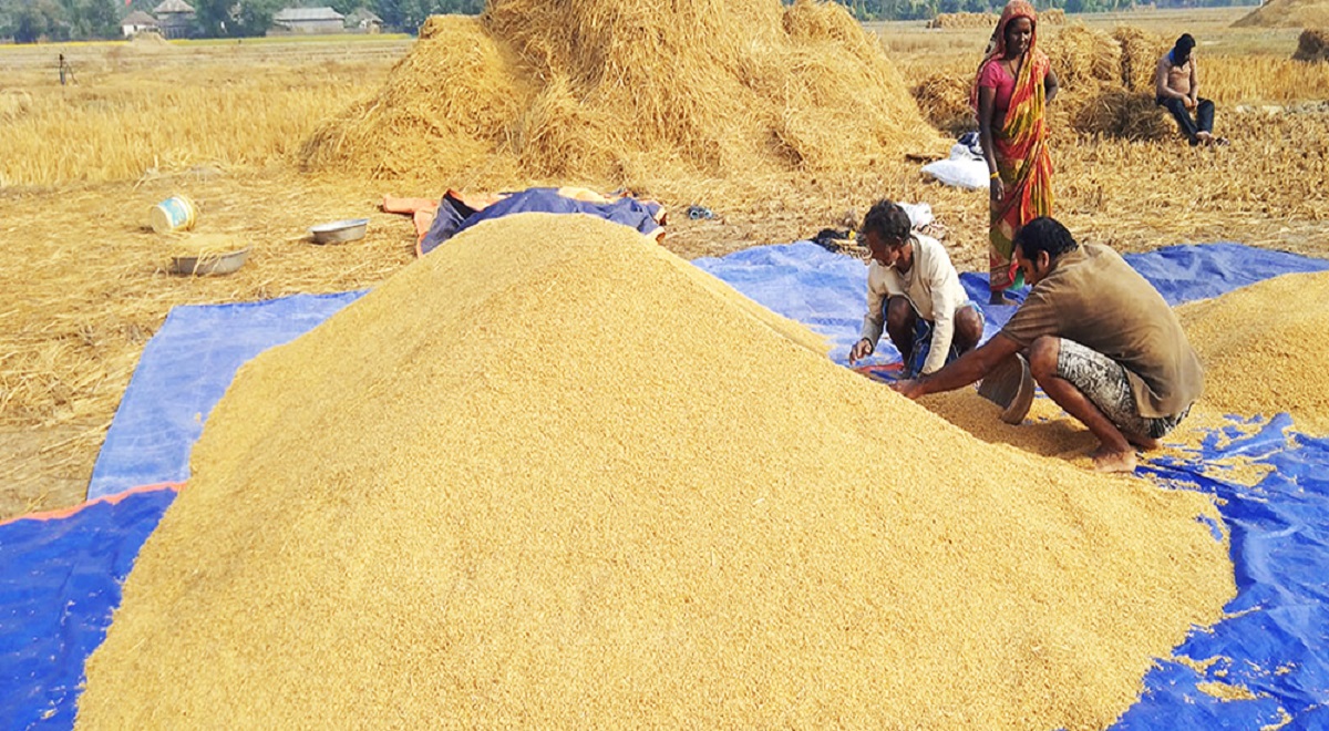 मधेस प्रदेशमा यस वर्ष धानको उत्पादन बढ्यो