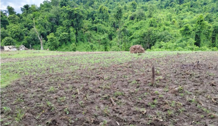 वनको जग्गामा लगाइएको मकै उखेलियो