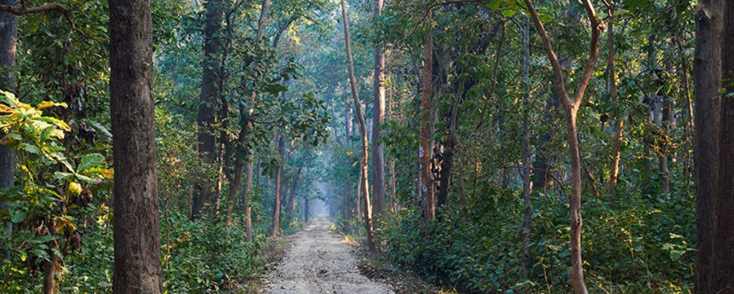 मधेशमा वनजङ्गलका क्षेत्र घट्दै