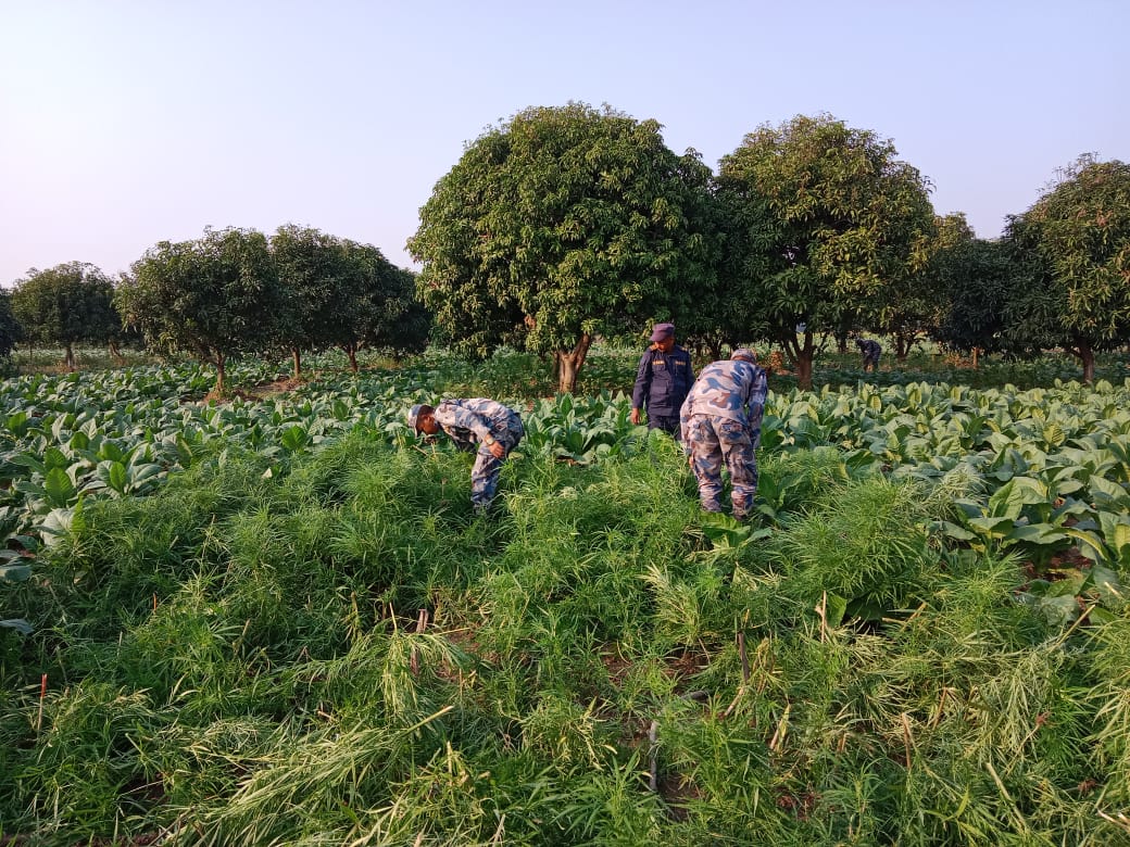 ठोरीमा लगाइएको अवैध गाँजा खेती नष्ट