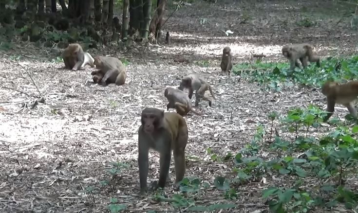 महोत्तरीको बर्दिवासका गाउँमा बाँदरको उपद्रव घट्दै